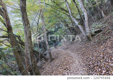Woods	 120745888