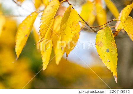 Colored leaves 120745925