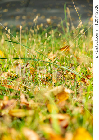 Fallen leaves on the lawn 120745926