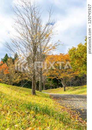A park where the autumn leaves have begun to change color 120745927