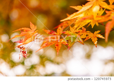 Bright autumn leaves Bright autumn leaves 120745973