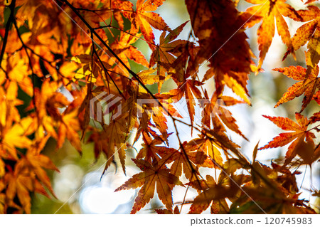 Momiji who changed leaves 120745983