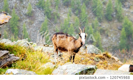 Tracking from Blauherd to Sunnegga, Alpine Chamois, Zermatt, Switzerland Tracking from Blauherd to Sunnegga, Alpine Chamois, Zermatt, Switzerland 120745988