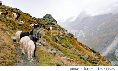 Tracking from Blauherd to Sunnegga, Vallee Blackneck, Zermatt, Switzerland 120745989
