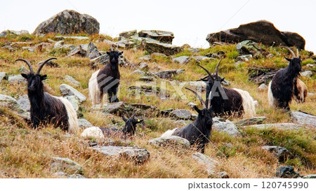 Tracking from Blauherd to Sunnegga, Vallee Blackneck, Zermatt, Switzerland 120745990