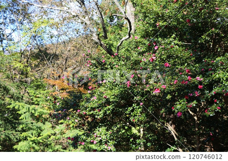 秋天的樹葉 120746012