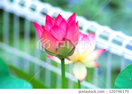 Lotus flower 120746170
