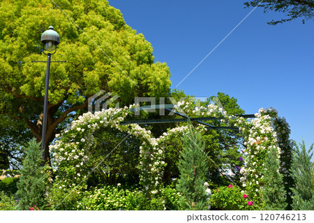 可以看到橫濱·港口的山公園 可以看到橫濱·港口的山公園 120746213