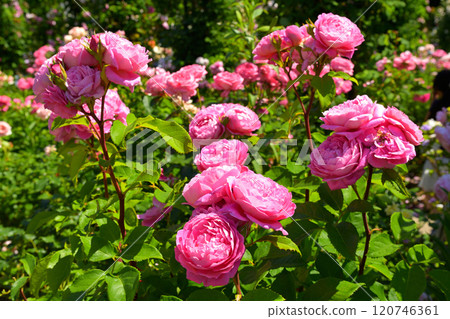 可以看到橫濱·港口的山公園 120746361