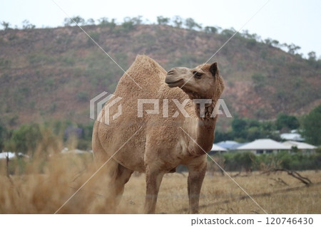 Australia Camels Duchess Road Camel Yards 120746430