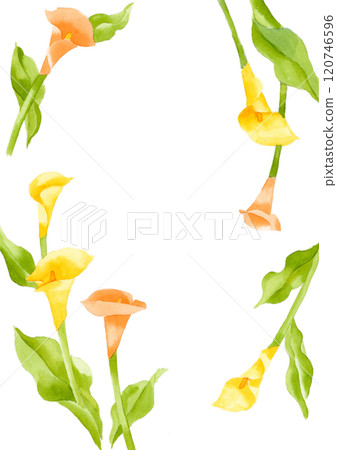 Yellow and orange calla lily flower frame illustration Yellow and orange calla lily flower frame illustration 120746596