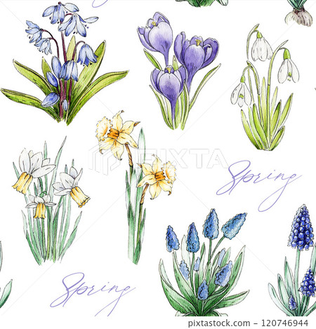 Springtime flowers seamless pattern. Watercolor illustration. Blooming season daffodil, snowdrop, muscari, bluebell flowers on white background. Easter decor element, seasonal cards, spring design 120746944