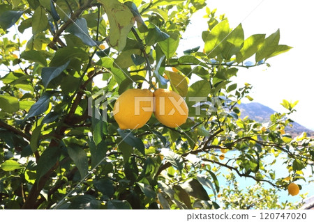 瀨戶內檸檬 瀨戶內檸檬 120747020