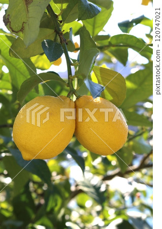 瀨戶內檸檬 120747021