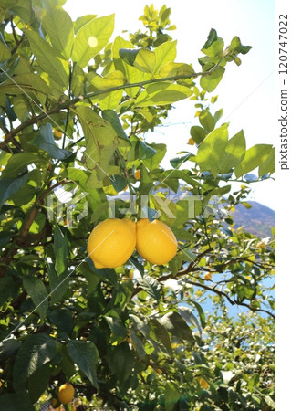 瀨戶內檸檬 120747022