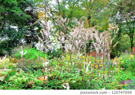 北海道遊記十月初的上野農場第二部分 秋天的上野農場 秋天的上野農場 120747099