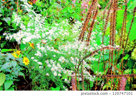 北海道遊記十月初的上野農場第二部分 秋天的上野農場 秋天的上野農場 120747101