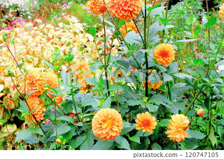 Hokkaido Travelogue: Ueno Farm in early October (Part 2) Autumn leaves at Ueno Farm Autumn at Ueno Farm 120747105