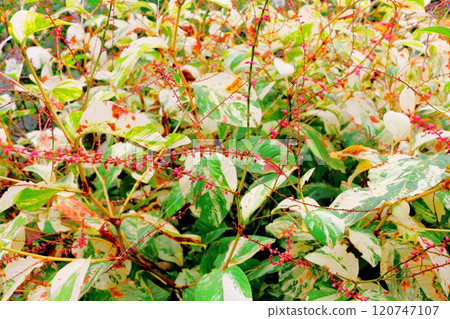 北海道遊記十月初的上野農場第二部分 秋天的上野農場 秋天的上野農場 120747107
