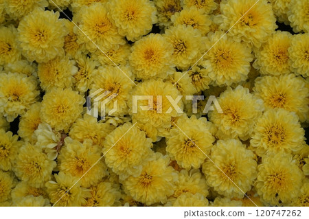 Yellow chrysanthemum flowers on a background of autumn Yellow chrysanthemum flowers on a background of autumn 120747262