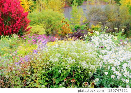北海道遊記十月初的上野農場第二部分 秋天的上野農場 秋天的上野農場 120747321