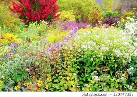 北海道遊記十月初的上野農場第二部分 秋天的上野農場 秋天的上野農場 北海道遊記十月初的上野農場第二部分 秋天的上野農場 秋天的上野農場 120747322