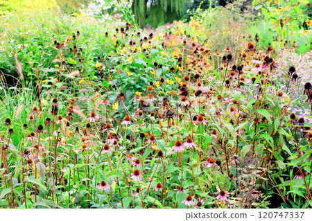 北海道遊記十月初的上野農場第二部分 秋天的上野農場 秋天的上野農場 北海道遊記十月初的上野農場第二部分 秋天的上野農場 秋天的上野農場 120747337