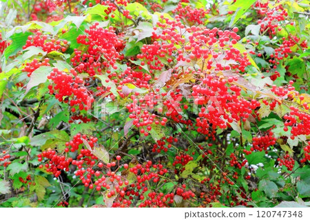 北海道遊記十月初的上野農場第二部分 秋天的上野農場 秋天的上野農場 120747348