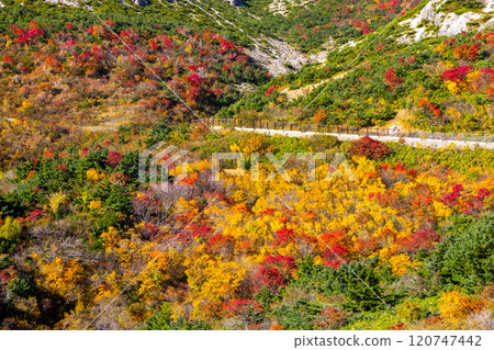 Vivid autumn foliage near Kamoshikazawa on the Bandai-Azuma Skyline, which connects Takayu Onsen and Tsuchiyu Pass in Fukushima City, Fukushima Prefecture 120747442