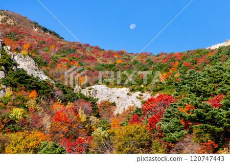Vivid autumn foliage near Kamoshikazawa on the Bandai-Azuma Skyline, which connects Takayu Onsen and Tsuchiyu Pass in Fukushima City, Fukushima Prefecture 120747443