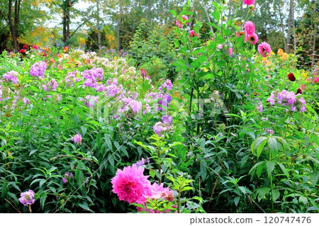 Hokkaido Travelogue: Ueno Farm in early October (Part 2) Autumn leaves at Ueno Farm Autumn at Ueno Farm Hokkaido Travelogue: Ueno Farm in early October (Part 2) Autumn leaves at Ueno Farm Autumn at Ueno Farm 120747476