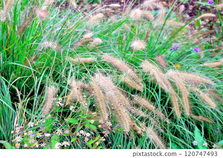 北海道遊記十月初的上野農場第二部分 秋天的上野農場 秋天的上野農場 北海道遊記十月初的上野農場第二部分 秋天的上野農場 秋天的上野農場 120747493