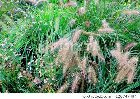 北海道遊記十月初的上野農場第二部分 秋天的上野農場 秋天的上野農場 120747494