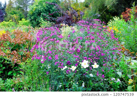 北海道遊記十月初的上野農場第二部分 秋天的上野農場 秋天的上野農場 120747539
