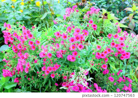 北海道遊記十月初的上野農場第二部分 秋天的上野農場 秋天的上野農場 120747563