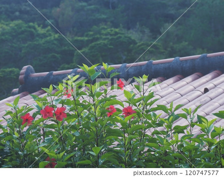 Hibiscus at the Tarutaki waterfall parking lot, Ogimi Village, Okinawa Prefecture 120747577