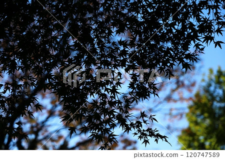 autumn leaves autumn leaves 120747589