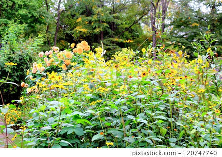北海道遊記十月初的上野農場第二部分 秋天的上野農場 秋天的上野農場 北海道遊記十月初的上野農場第二部分 秋天的上野農場 秋天的上野農場 120747740