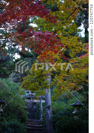 Maple leaves which turned red leaves Maple leaves which turned red leaves 120747759