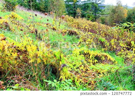 Hokkaido Travelogue: Ueno Farm in early October (Part 2) Autumn leaves at Ueno Farm Autumn at Ueno Farm 120747772
