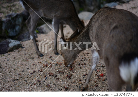 Deer looking back 120747773