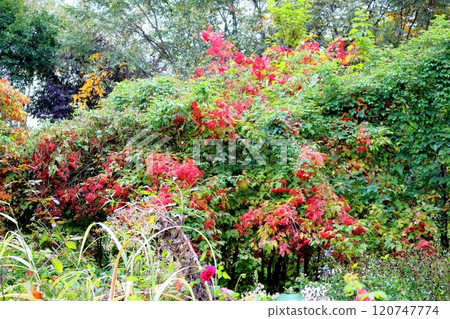 Hokkaido Travelogue: Ueno Farm in early October (Part 2) Autumn leaves at Ueno Farm Autumn at Ueno Farm 120747774