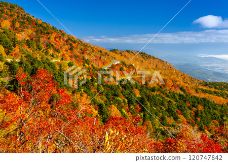 連接福島縣福島市高湯溫泉和土湯峠的萬代東天際線乙女澤附近的秋葉充滿活力 120747842