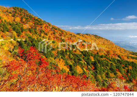 連接福島縣福島市高湯溫泉和土湯峠的萬代東天際線乙女澤附近的秋葉充滿活力 120747844
