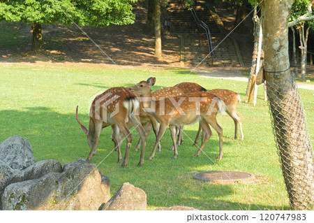World Heritage · Nara Park World Heritage · Nara Park 120747983