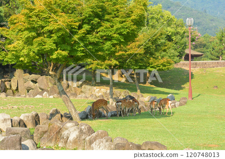 世界遺產·奈良公園 120748013