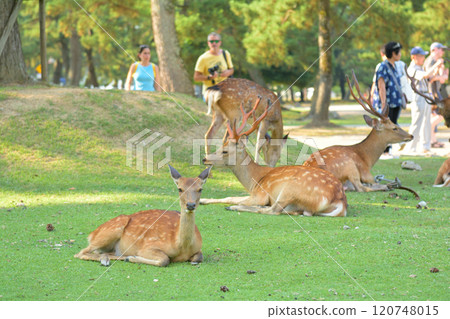 世界遺產·奈良公園 120748015