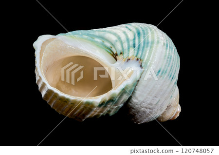 Green-Striped Marine Shell Turbo imperialis 120748057