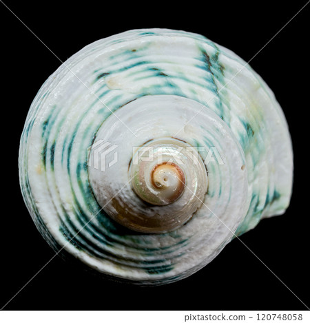 Green-Striped Marine Shell Turbo imperialis Green-Striped Marine Shell Turbo imperialis 120748058