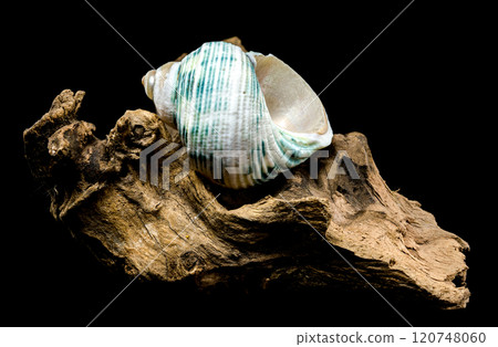 Green-Striped Marine Shell Turbo imperialis on Driftwood Green-Striped Marine Shell Turbo imperialis on Driftwood 120748060